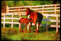 Horse 113017 Arabian Horses Mare Nursing Colt A4 Limited Edition Watercolour Print