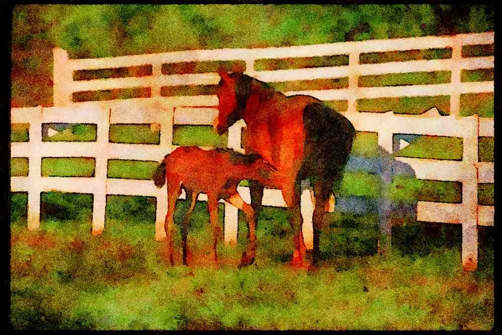 Horse 113017 Arabian Horses Mare Nursing Colt A4 Limited Edition Watercolour Print