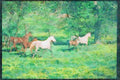 Horse 113018 Arabian Horses Mares With Foals In Yellow Flowers A4 Limited Edition Watercolour Print
