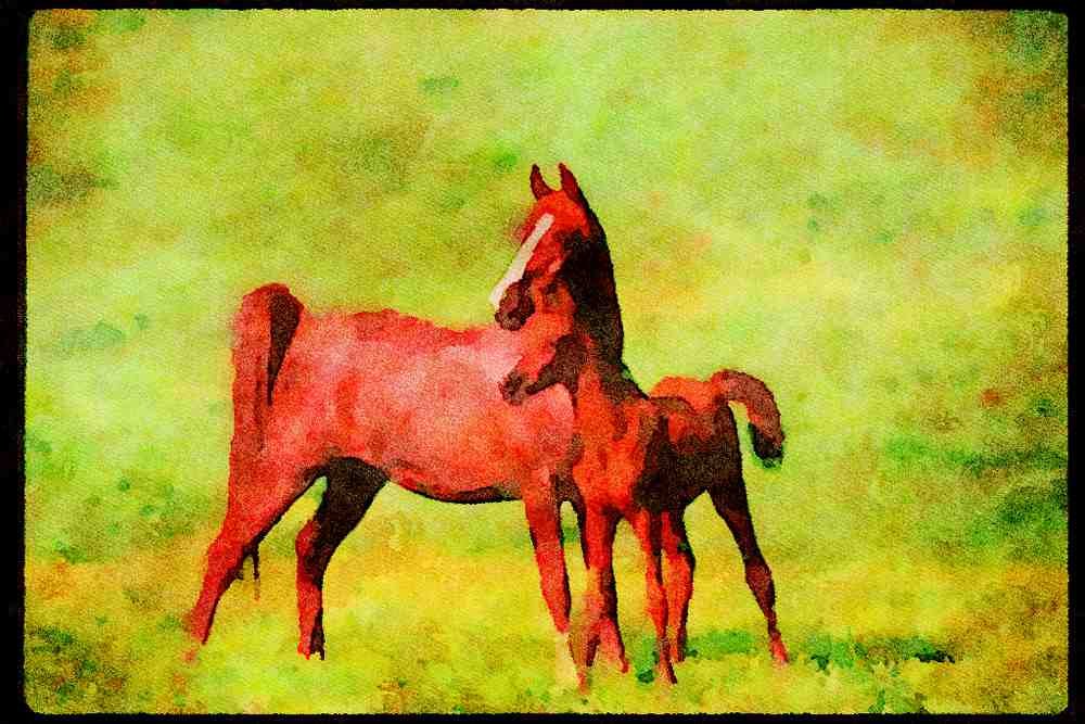 Horse 113019 Arabian Horses Mare With Foal A4 Limited Edition Watercolour Print