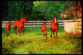 Horse 113021 Arabian Horses Mares With Foals Running A4 Limited Edition Watercolour Print