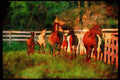 Horse 113023 Arabian Horses Mares With Foals Running A4 Limited Edition Watercolour Print