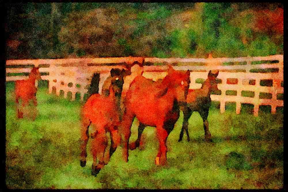 Horse 113024 Arabian Horses Mares With Foals Running A4 Limited Edition Watercolour Print