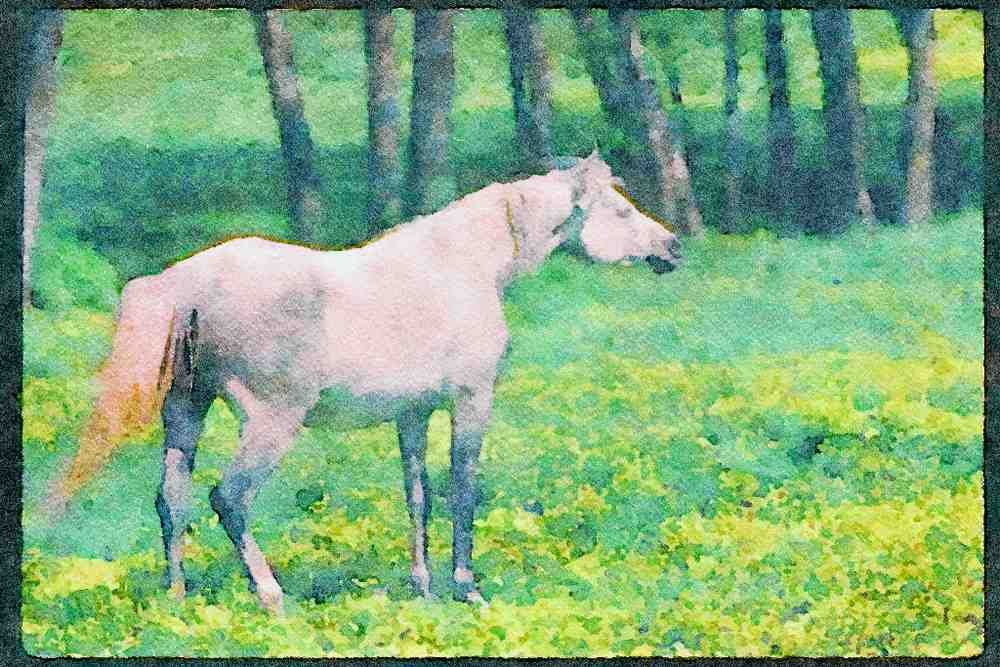 Horse 113025 Arabian Horse A4 Limited Edition Watercolour Print