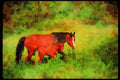 Horse 113027 Arabian Horses Mare With Foal A4 Limited Edition Watercolour Print
