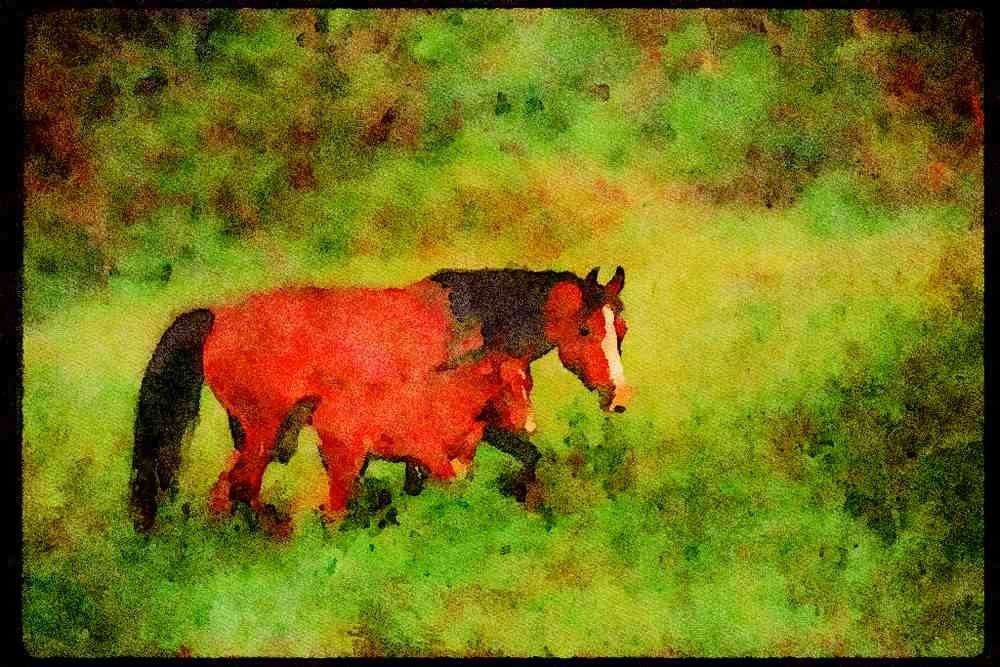 Horse 113027 Arabian Horses Mare With Foal A4 Limited Edition Watercolour Print