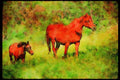 Horse 113028 Arabian Horses Mare With Foal A4 Limited Edition Watercolour Print