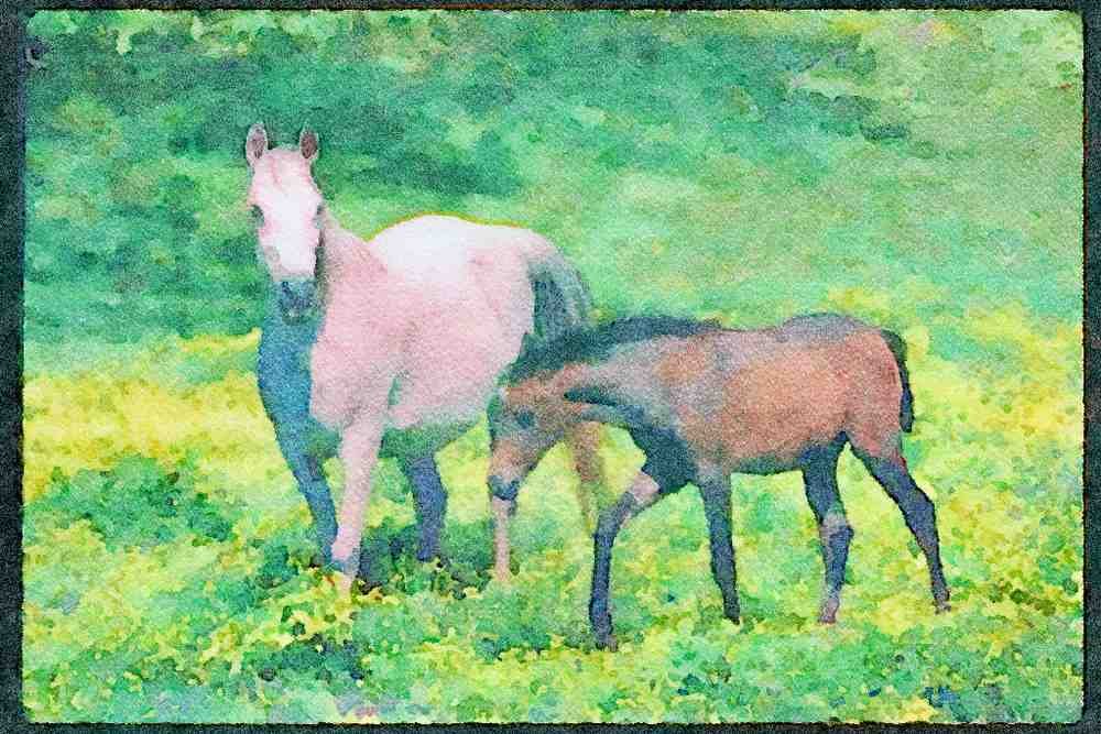 Horse 113029 Arabian Horses Mare With Foal A4 Limited Edition Watercolour Print