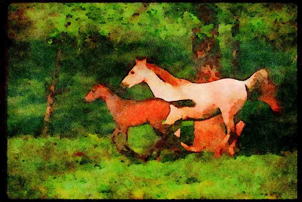 Horse 113036 Arabian Horses Mare And Foal Running Through Yellow Flowers A4 Limited Edition Watercolour Print