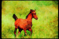 Horse 113038 Arabian Horse Colt A4 Limited Edition Watercolour Print