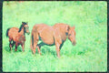 Horse 113041 Arabian Horses Mare With Foal A4 Limited Edition Watercolour Print