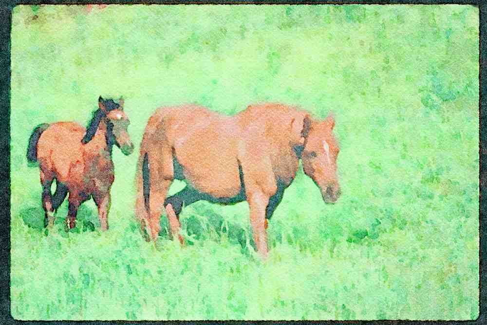 Horse 113041 Arabian Horses Mare With Foal A4 Limited Edition Watercolour Print
