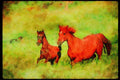 Horse 113046 Arabian Horses Mare And Foal Running A4 Limited Edition Watercolour Print