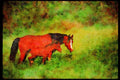 Horse 113048 Arabian Horses Mare And Colt In Meadow A4 Limited Edition Watercolour Print