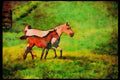 Horse 113049 Arabian Horses Mare And Foal Running A4 Limited Edition Watercolour Print