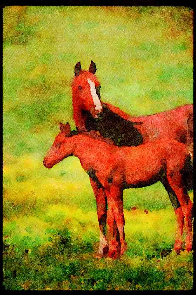 Horse 113053 Arabian Horses Mare With Foal A4 Limited Edition Watercolour Print