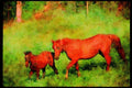 Horse 113062 Arabian Horses Mare With Foal A4 Limited Edition Watercolour Print