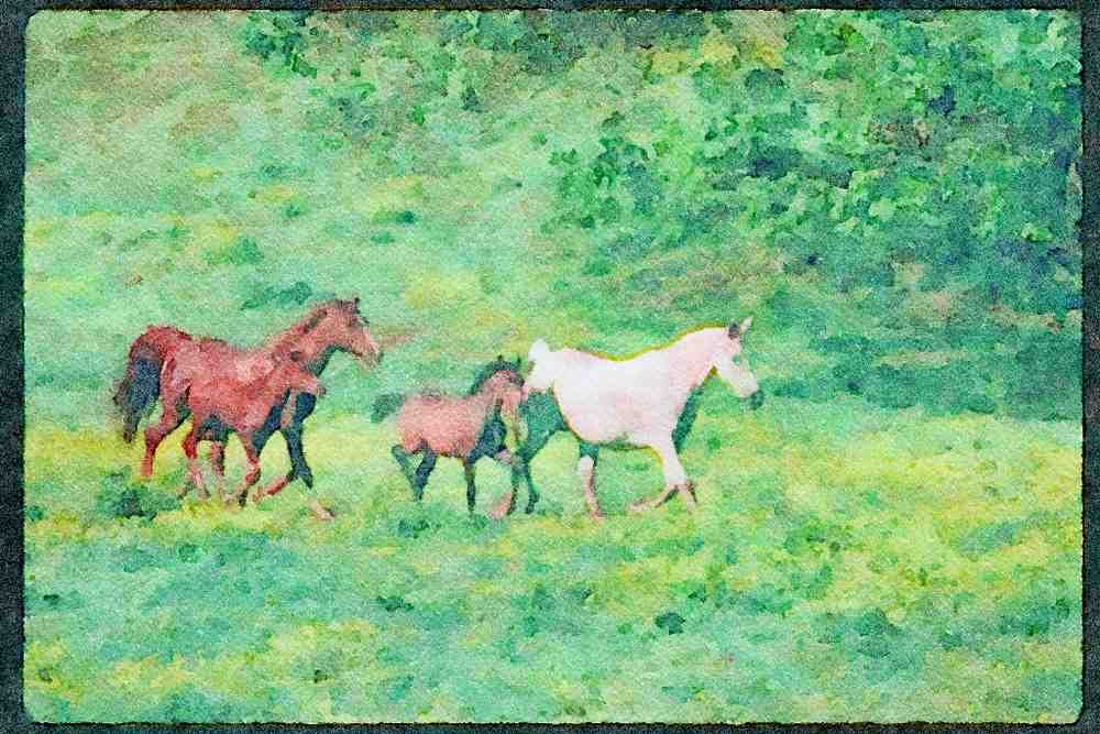 Horse 113063 Arabian Horses Mares With Foals Running A4 Limited Edition Watercolour Print
