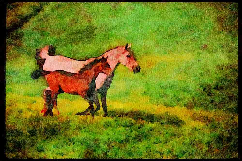 Horse 113066 Arabian Horses Mare And Foal Running A4 Limited Edition Watercolour Print