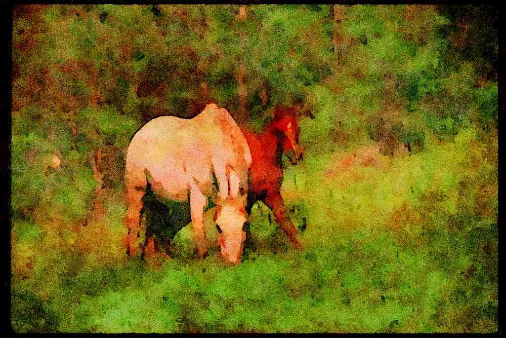 Horse 113072 Arabian Horses Mare With Foal A4 Limited Edition Watercolour Print