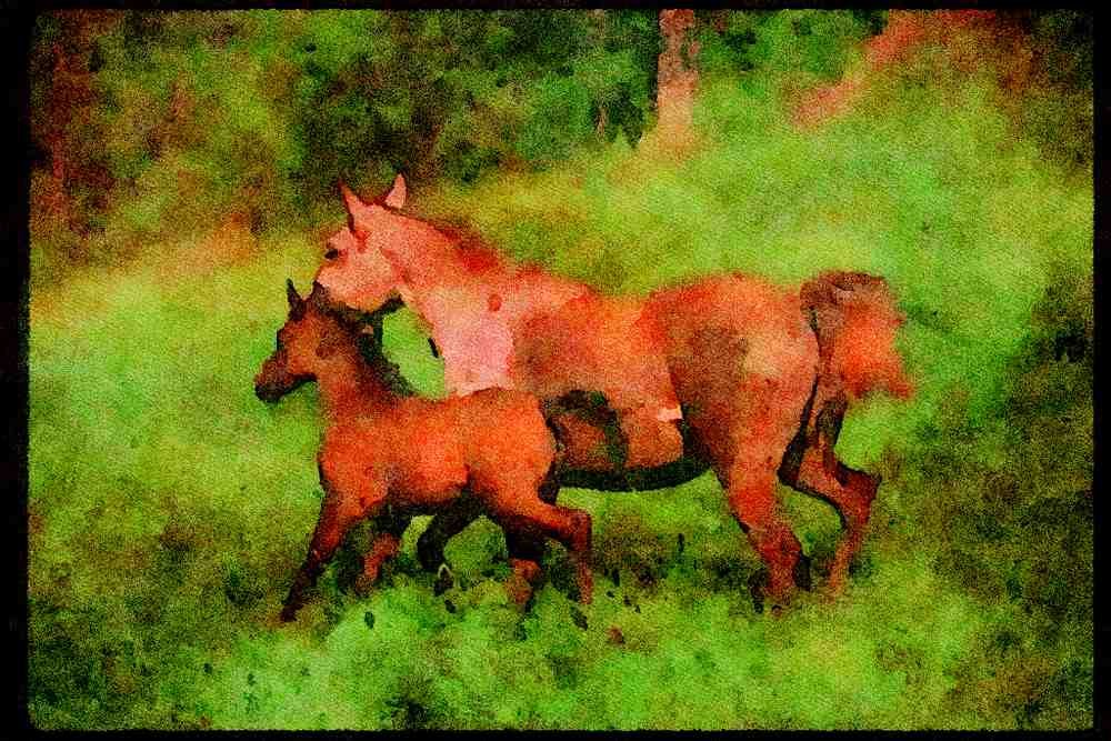 Horse 113073 Arabian Horses Mare And Foal Running A4 Limited Edition Watercolour Print