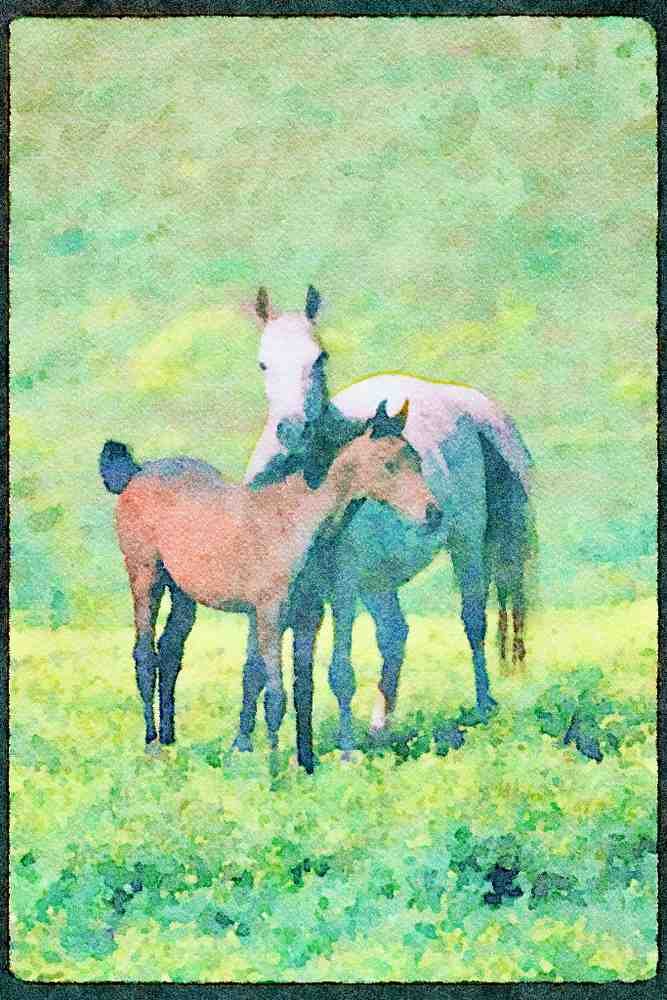 Horse 113078 Arabian Horses Mare With Foal A4 Limited Edition Watercolour Print