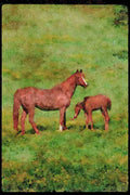 Horse 113080 Arabian Horses Mare With Foal A4 Limited Edition Watercolour Print