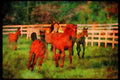 Horse 113087 Arabian Horses Mares With Foals Running A4 Limited Edition Watercolour Print