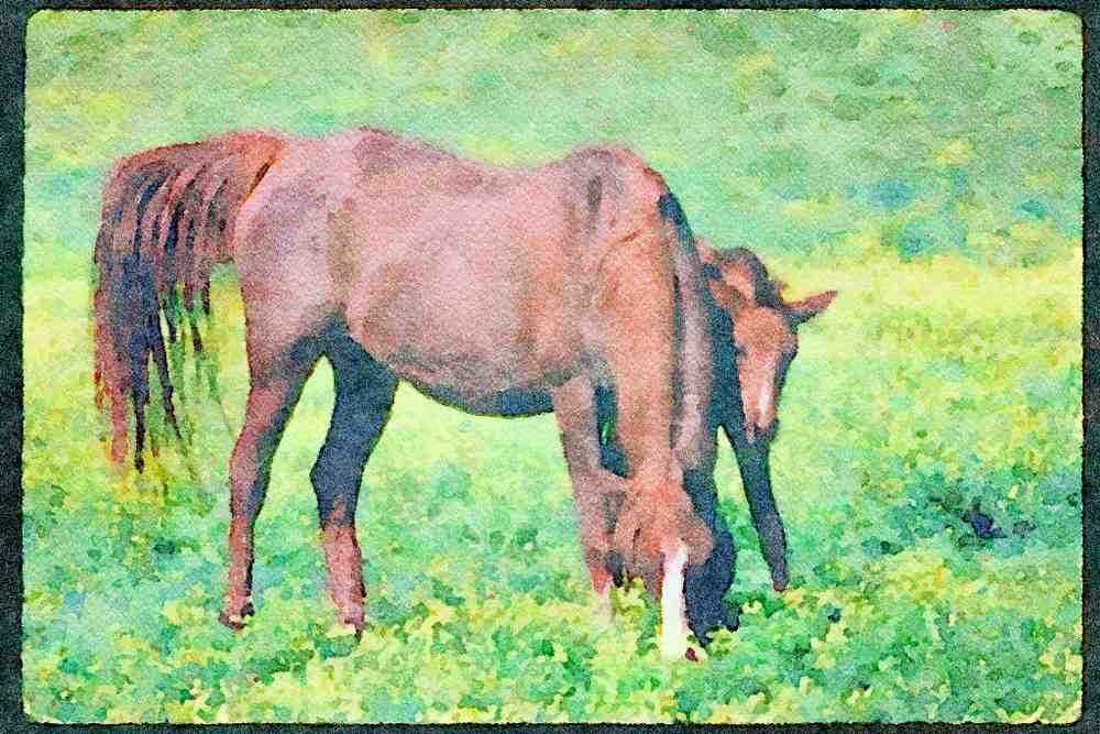 Horse 113090 Arabian Horses Mare With Foal A4 Limited Edition Watercolour Print