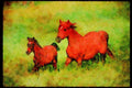 Horse 113096 Arabian Horses Mare And Foal Running A4 Limited Edition Watercolour Print