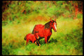 Horse 113097 Arabian Horses Mare With Foal A4 Limited Edition Watercolour Print