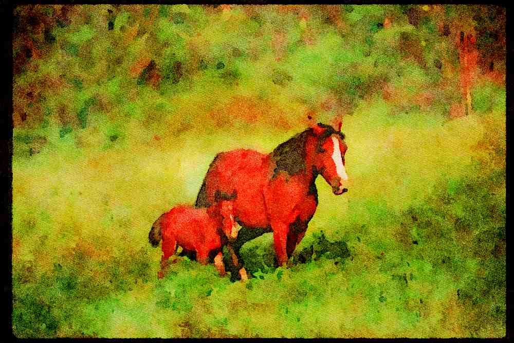 Horse 113097 Arabian Horses Mare With Foal A4 Limited Edition Watercolour Print