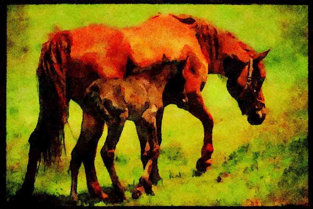 Horse 197001 American Saddlebred And Colt A4 Limited Edition Watercolour Print