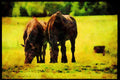 Horse 197003 Belgian Horses A4 Limited Edition Watercolour Print