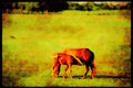 Horse 197004 Palomino A4 Limited Edition Watercolour Print