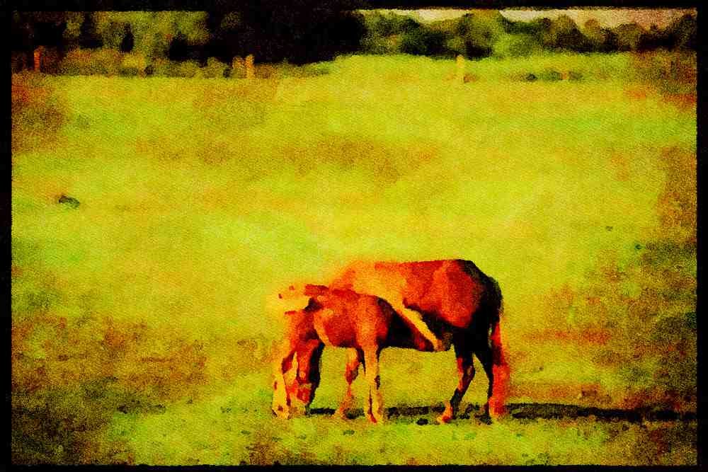 Horse 197004 Palomino A4 Limited Edition Watercolour Print
