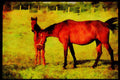 Horse 197010 Thoroughbred A4 Limited Edition Watercolour Print