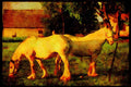 Horse 197012 Clydesdales A4 Limited Edition Watercolour Print