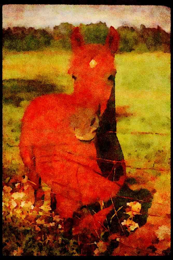 Horse 197013 American Saddlebred A4 Limited Edition Watercolour Print
