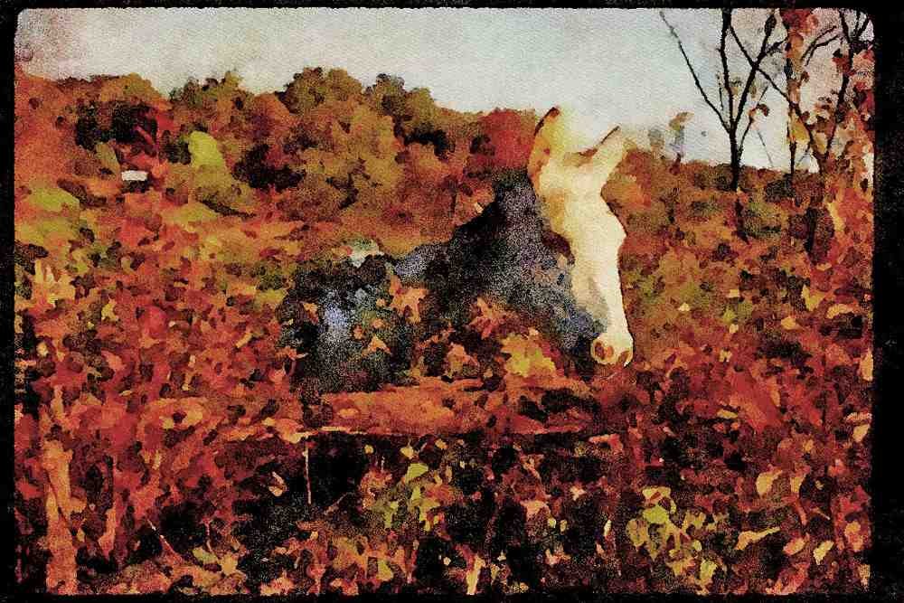 Horse 197015 Mare A4 Limited Edition Watercolour Print