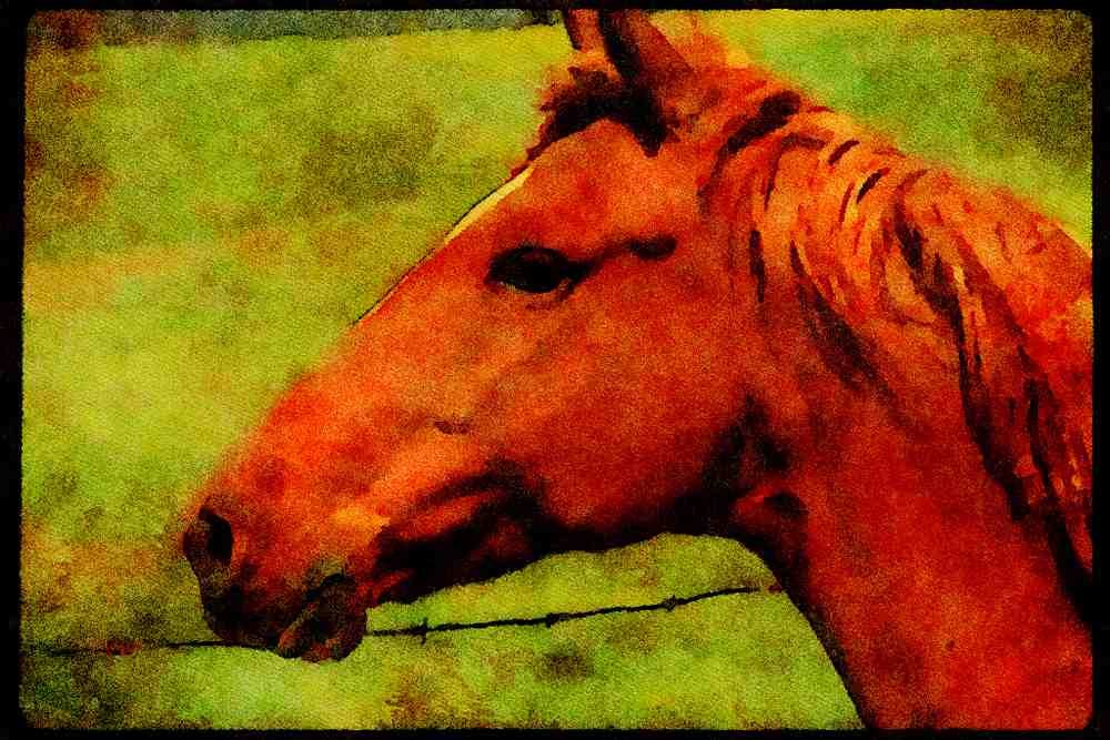 Horse 197016 Palomino A4 Limited Edition Watercolour Print