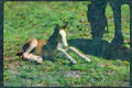 Horse 197019 Pony A4 Limited Edition Watercolour Print