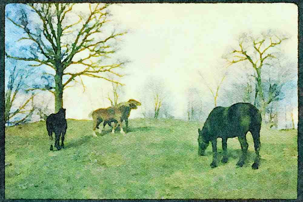 Horse 197021 Wild Horses A4 Limited Edition Watercolour Print
