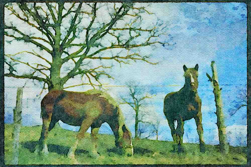 Horse 197022 Palominos A4 Limited Edition Watercolour Print
