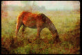 Horse 197025 Palomino A4 Limited Edition Watercolour Print