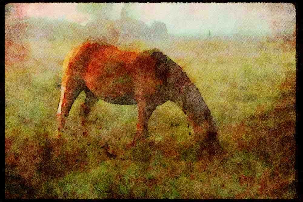Horse 197025 Palomino A4 Limited Edition Watercolour Print