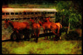 Horse 197029 Polo Horses A4 Limited Edition Watercolour Print