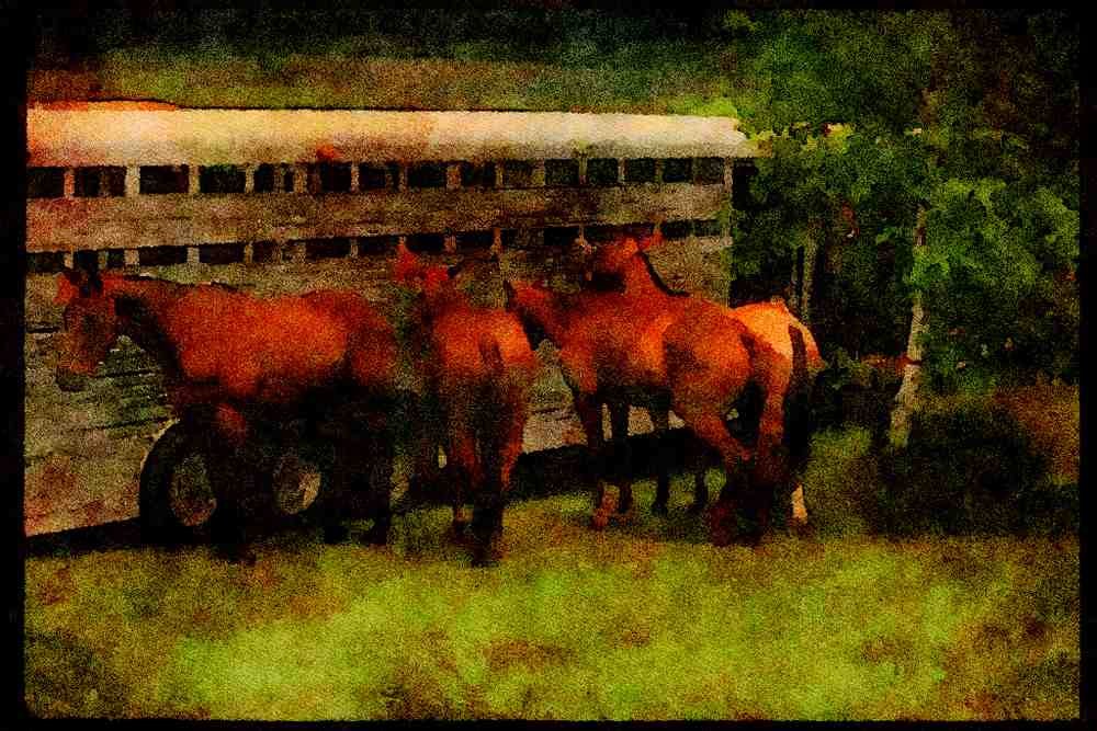 Horse 197029 Polo Horses A4 Limited Edition Watercolour Print