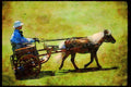 Horse 197030 Shetland Pony And Buggy A4 Limited Edition Watercolour Print