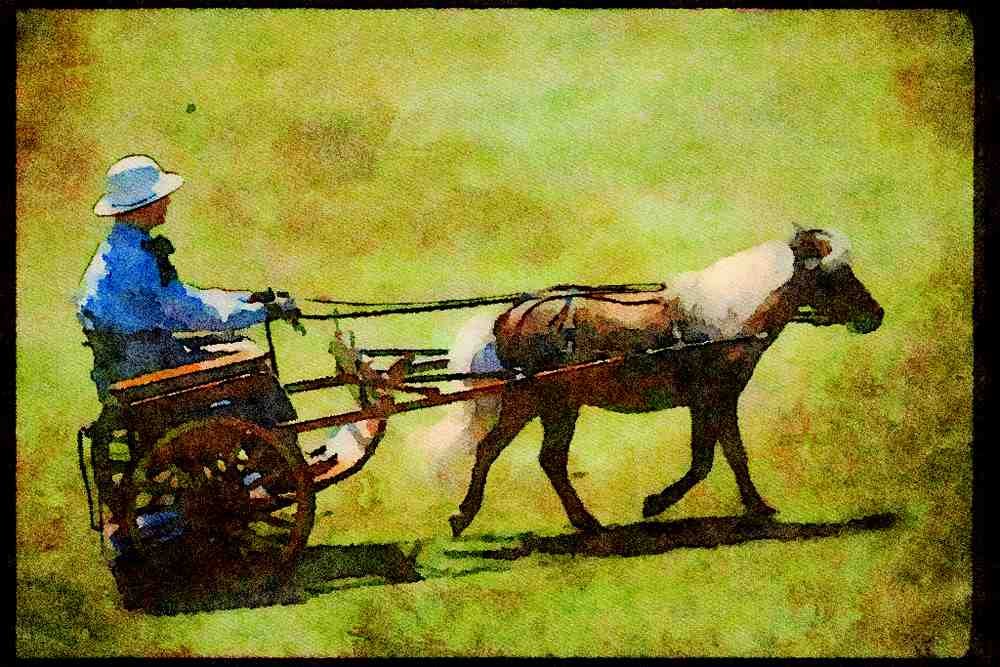 Horse 197030 Shetland Pony And Buggy A4 Limited Edition Watercolour Print